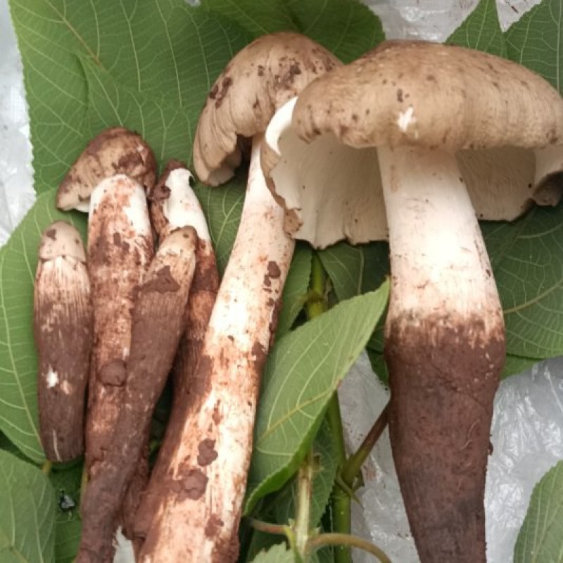 龙泉山鸡枞