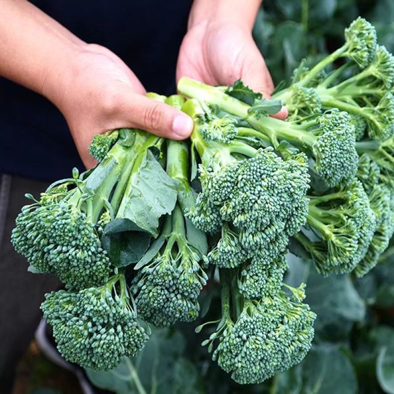 西蓝花苗绿花菜苗甜杆西兰苔苗子寿光种苗基地直发
