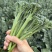 西蓝花苗绿花菜苗甜杆西兰苔苗子寿光种苗基地直发