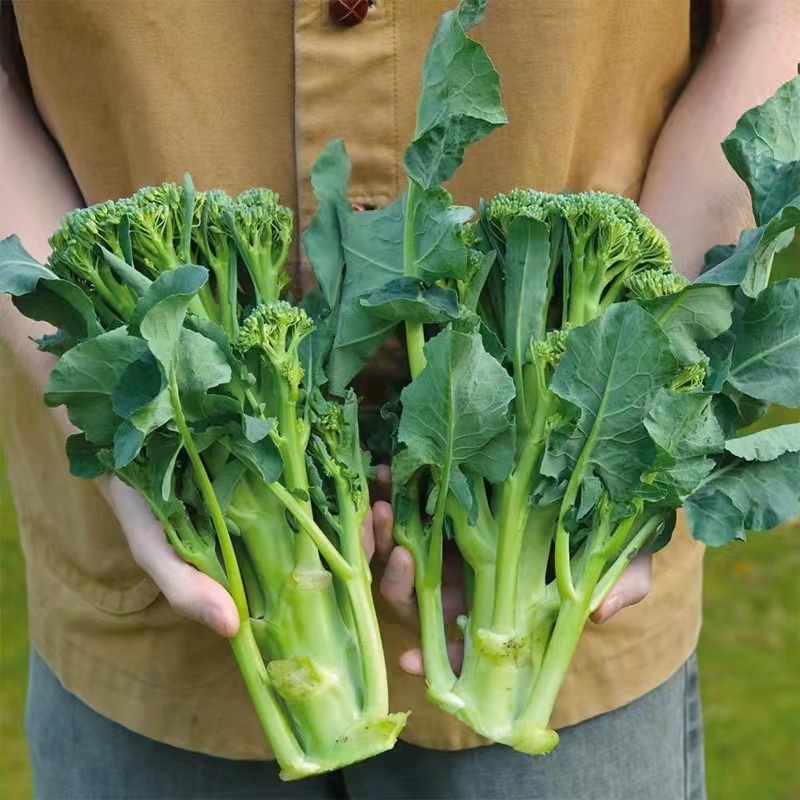 西蓝花苗绿花菜苗甜杆西兰苔苗子寿光种苗基地直发