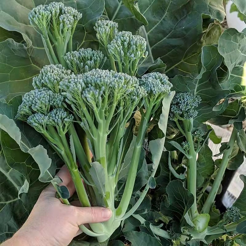 西蓝花苗绿花菜苗甜杆西兰苔苗子寿光种苗基地直发