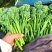西蓝花苗绿花菜苗甜杆西兰苔苗子寿光种苗基地直发