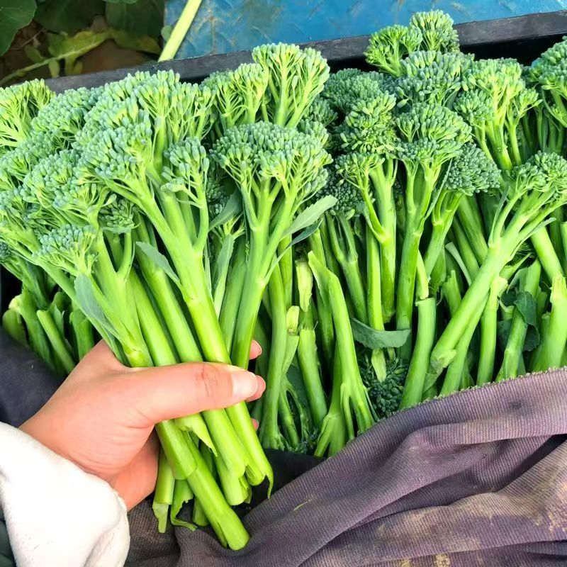西蓝花苗绿花菜苗甜杆西兰苔苗子寿光种苗基地直发