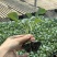 西蓝花苗绿花菜苗甜杆西兰苔苗子寿光种苗基地直发