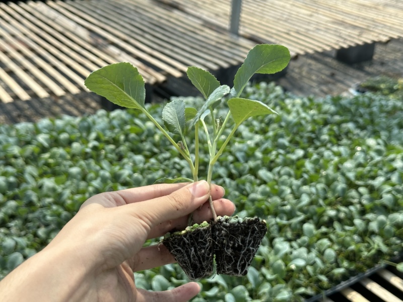 西蓝花苗绿花菜苗甜杆西兰苔苗子寿光种苗基地直发