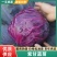 紫甘蓝苗寿光种苗基地紫包菜苗子圆甘蓝苗可视频看货