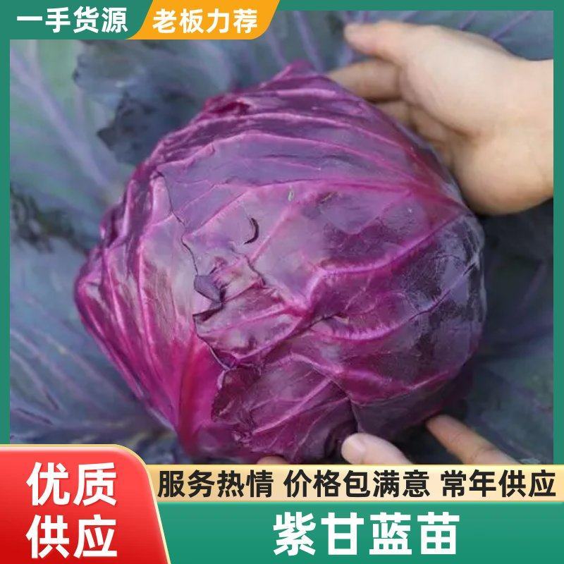 紫甘蓝苗寿光种苗基地紫包菜苗子圆甘蓝苗可视频看货