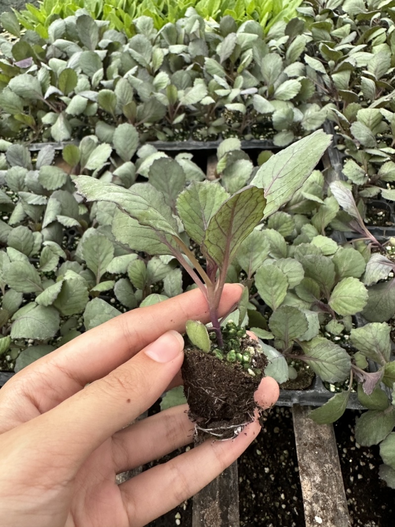 紫甘蓝苗寿光种苗基地紫包菜苗子圆甘蓝苗可视频看货