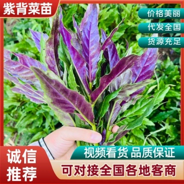 紫背菜苗紫背天葵苗观音菜苗山东寿光直发蔬菜种苗