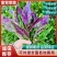 紫背菜苗紫背天葵苗观音菜苗山东寿光直发蔬菜种苗