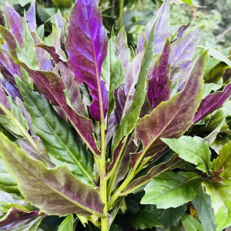 紫背菜苗紫背天葵苗观音菜苗山东寿光直发蔬菜种苗
