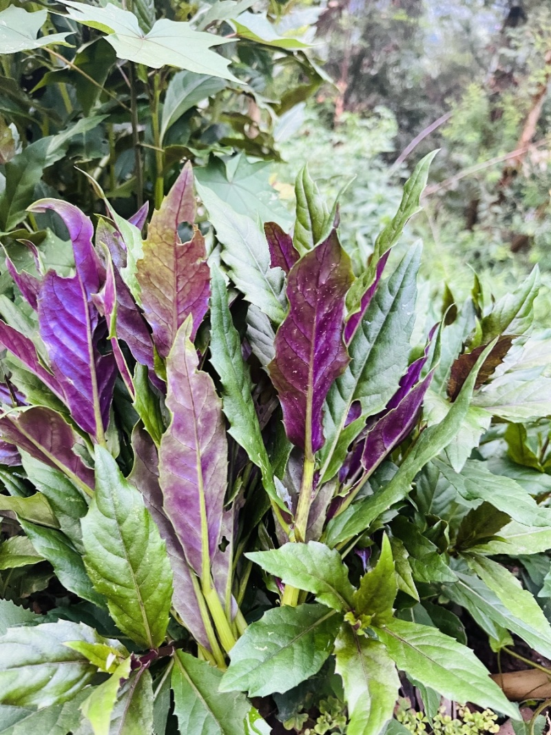 紫背菜苗紫背天葵苗观音菜苗山东寿光直发蔬菜种苗
