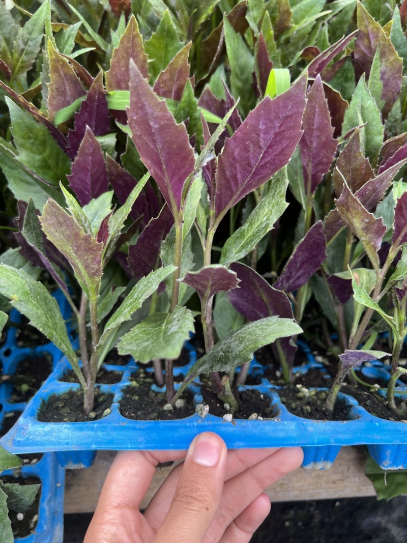 紫背菜苗紫背天葵苗观音菜苗山东寿光直发蔬菜种苗