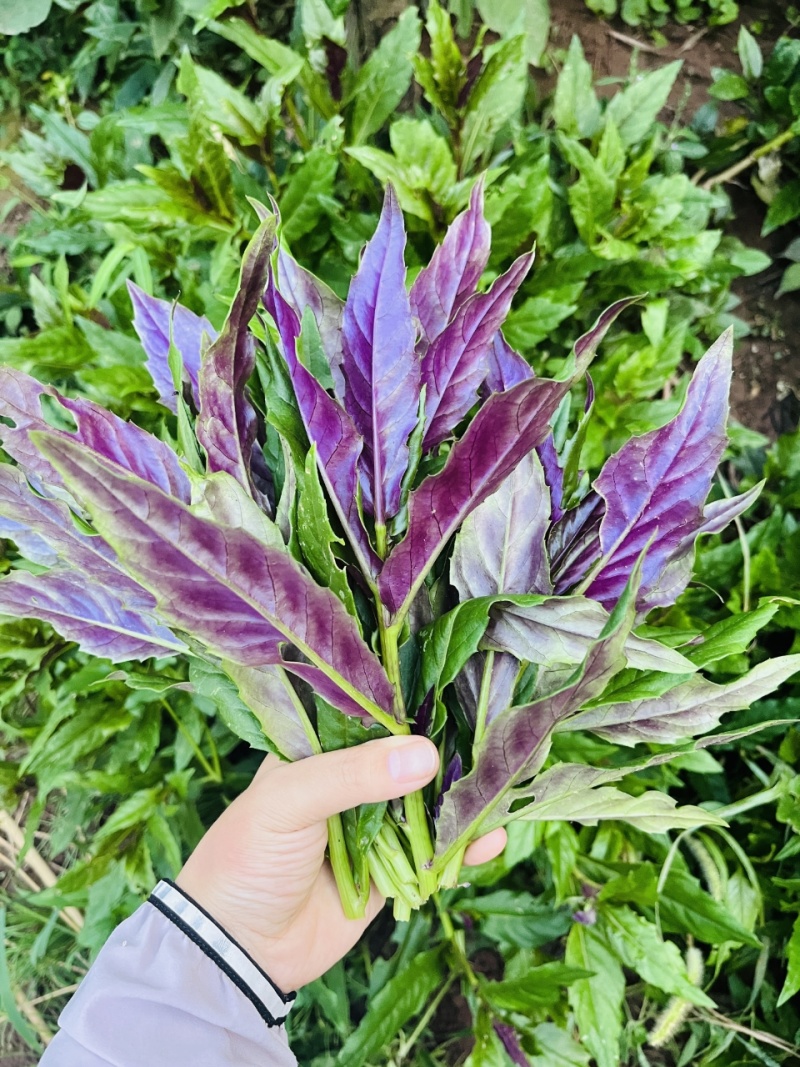 紫背菜苗紫背天葵苗观音菜苗山东寿光直发蔬菜种苗