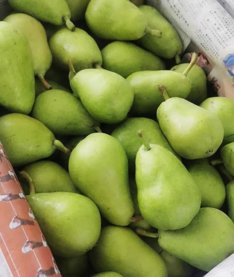 【葫芦梨】山西运城葫芦梨啤梨三季梨可对接工厂电商市场