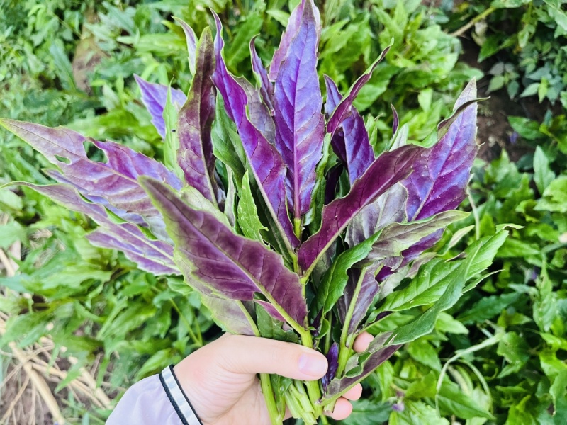 紫背菜苗紫背天葵苗观音菜苗山东寿光直发蔬菜种苗