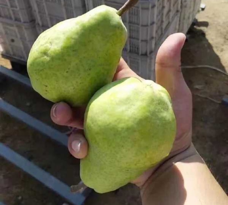 【葫芦梨】山西运城葫芦梨啤梨三季梨可对接工厂电商市场