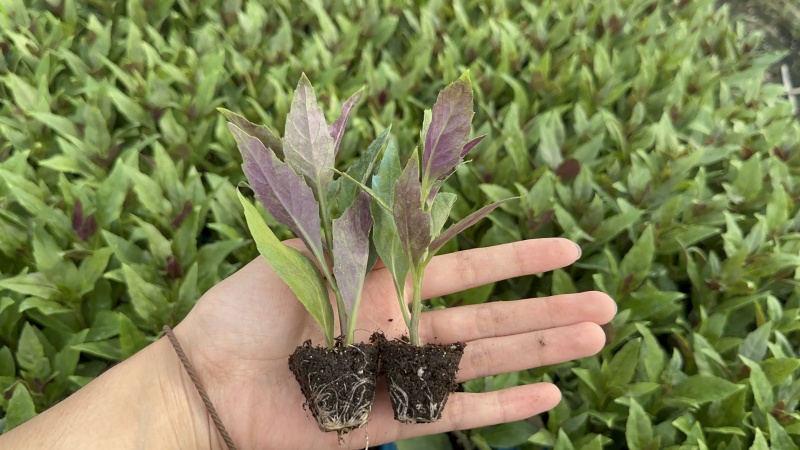 紫背菜苗紫背天葵苗观音菜苗山东寿光直发蔬菜种苗