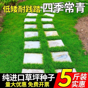 四季青草籽厂家直发价价格美丽，矮生草籽