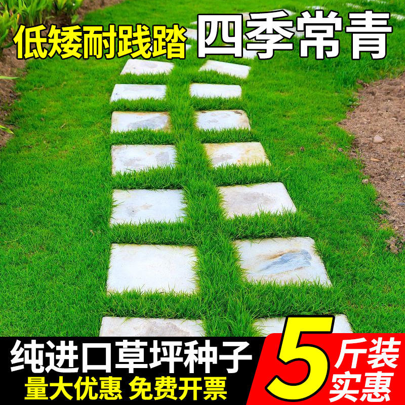 四季青草籽厂家直发价价格美丽，矮生草籽