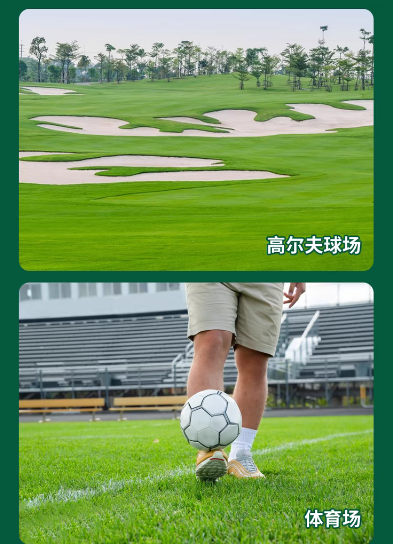 四季青草籽厂家直发价价格美丽，矮生草籽