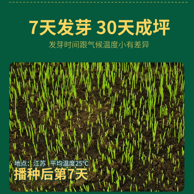 四季青草籽厂家直发价价格美丽，矮生草籽