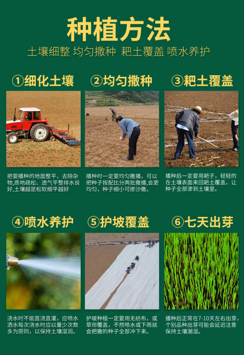 四季青草籽厂家直发价价格美丽，矮生草籽