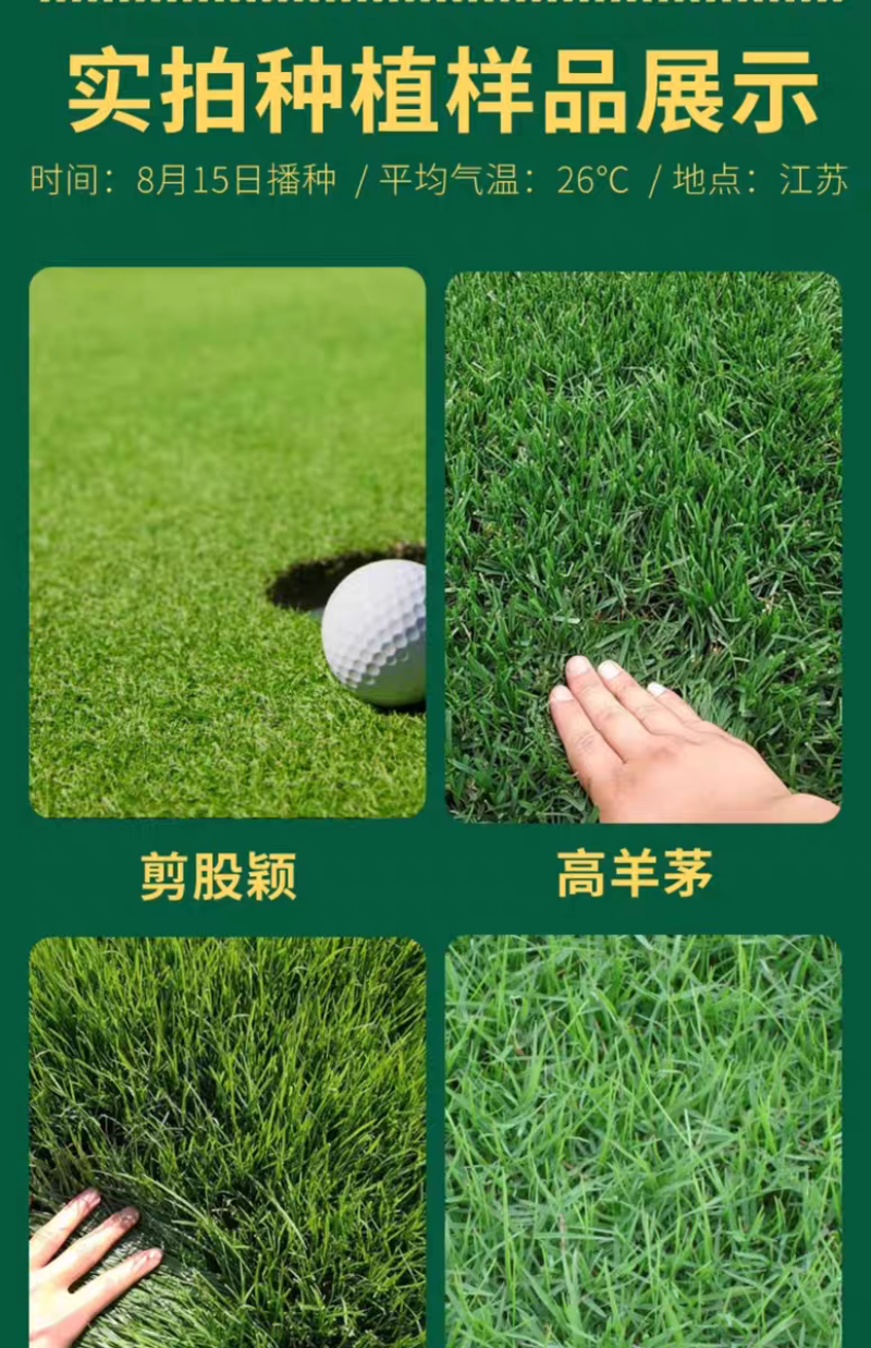 四季青草籽厂家直发价价格美丽，矮生草籽