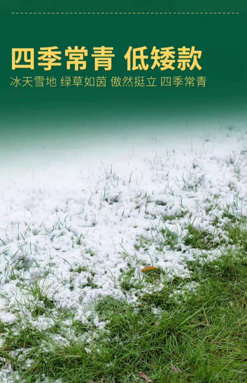 四季青草籽厂家直发价价格美丽，矮生草籽