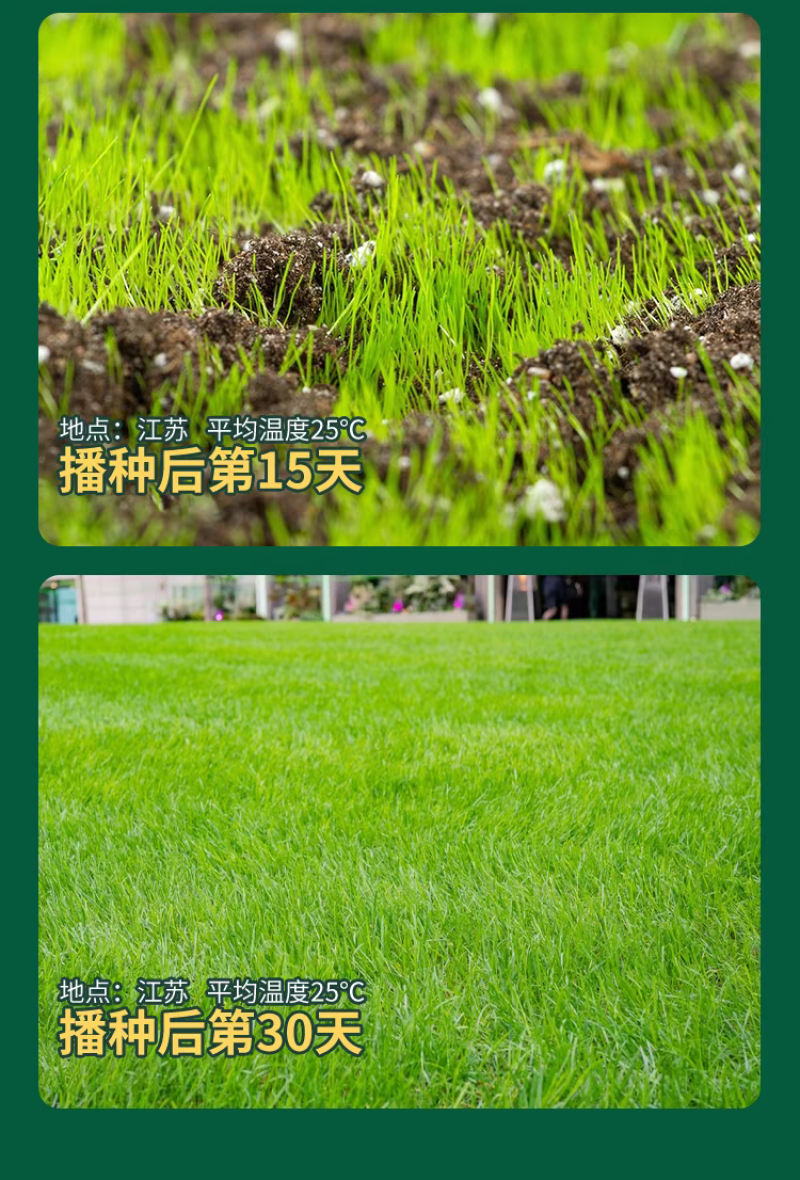 四季青草籽厂家直发价价格美丽，矮生草籽