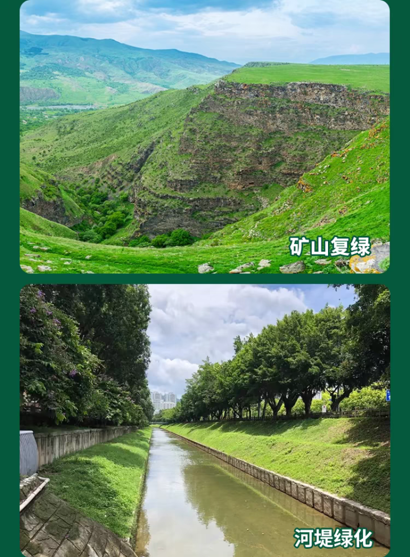 四季青草籽厂家直发价价格美丽，矮生草籽