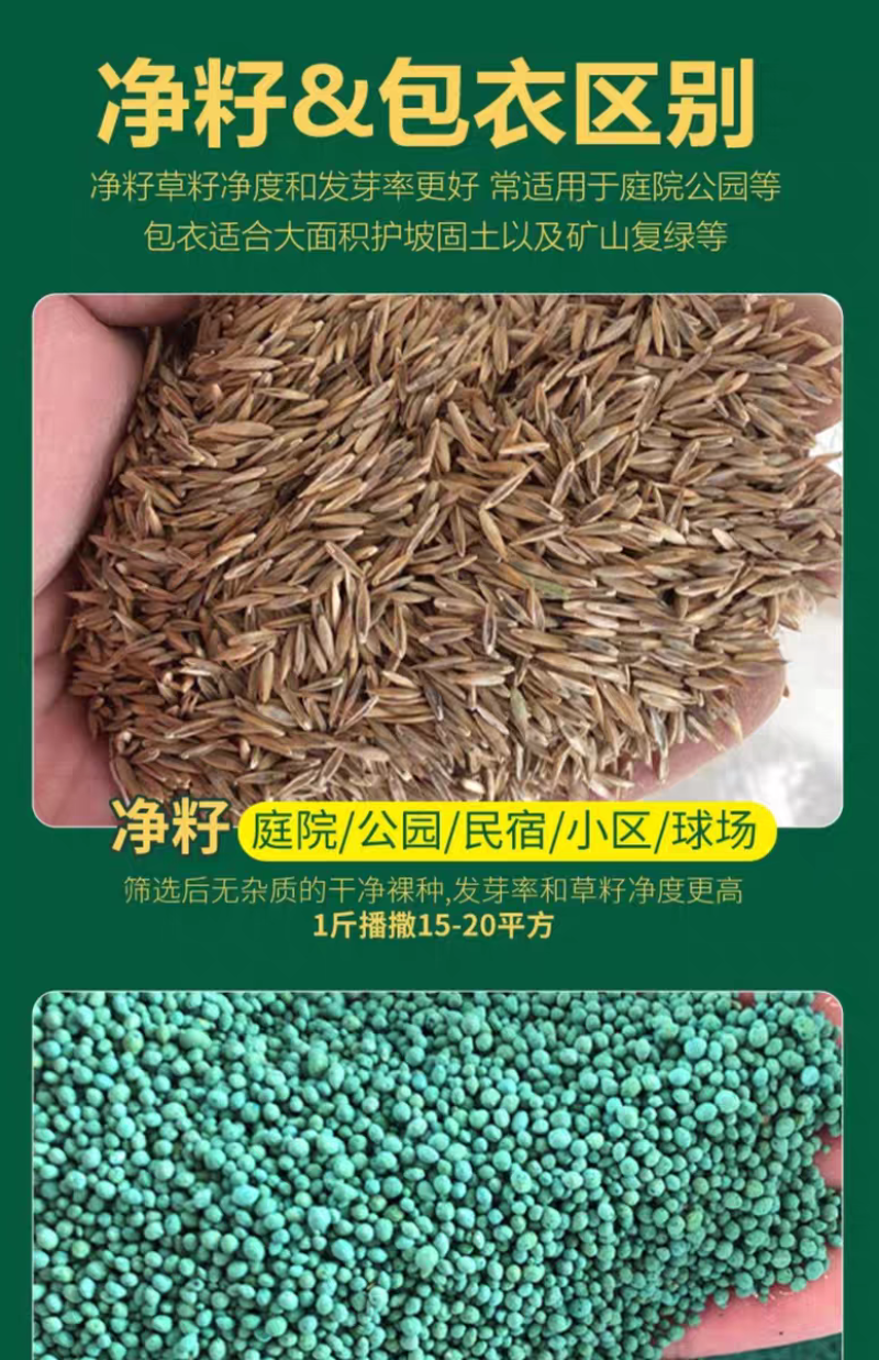 四季青草籽厂家直发价价格美丽，矮生草籽
