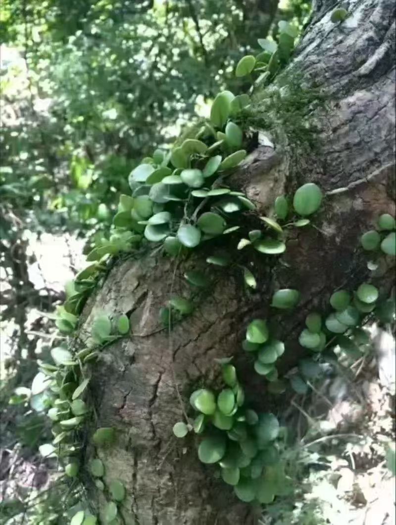 抱石莲产地一手货源，大量有货，欢迎新老客户前来合作
