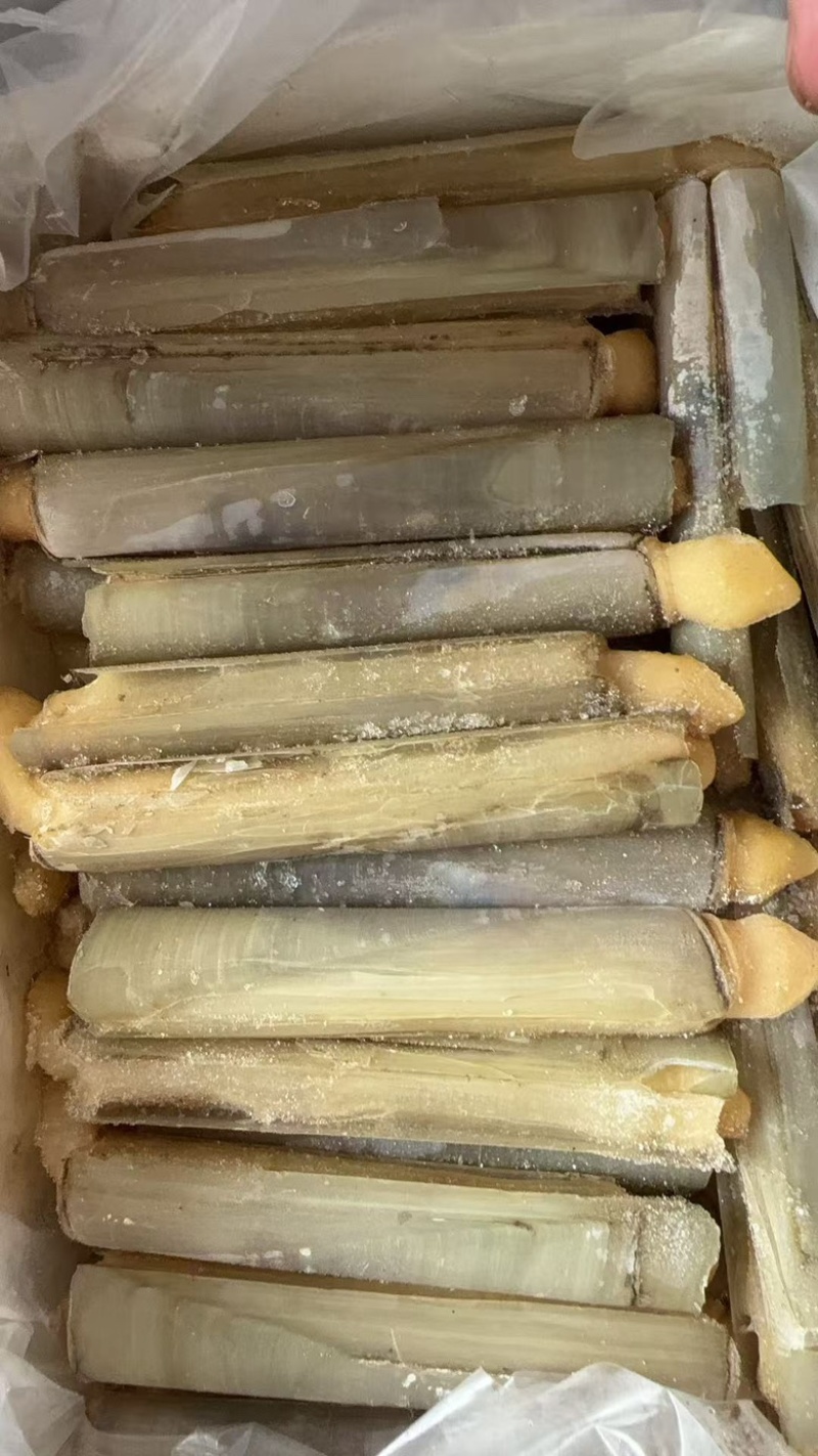 带壳竹蛏王大竹节蛏海蛏子蛏王大蛏子圣子特大海蛏子