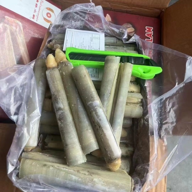 带壳竹蛏王大竹节蛏海蛏子蛏王大蛏子圣子特大海蛏子
