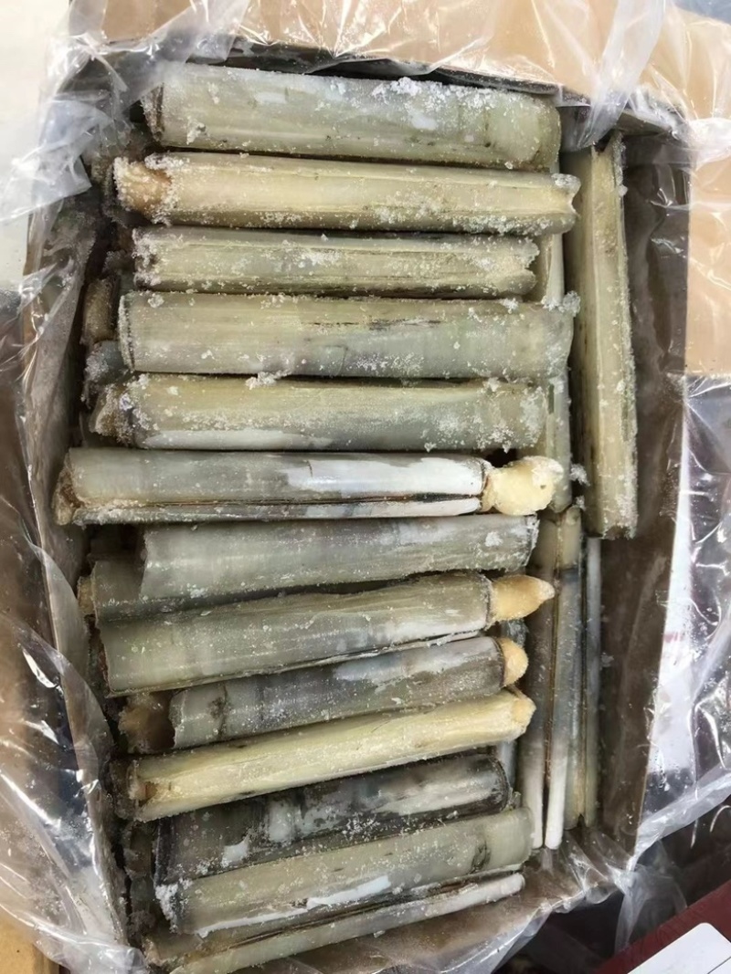 带壳竹蛏王大竹节蛏海蛏子蛏王大蛏子圣子特大海蛏子