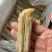 带壳竹蛏王大竹节蛏海蛏子蛏王大蛏子圣子特大海蛏子