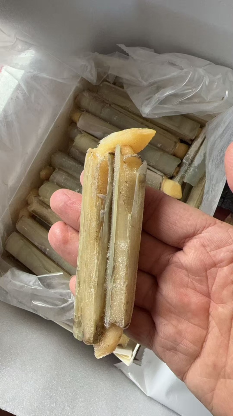 带壳竹蛏王大竹节蛏海蛏子蛏王大蛏子圣子特大海蛏子