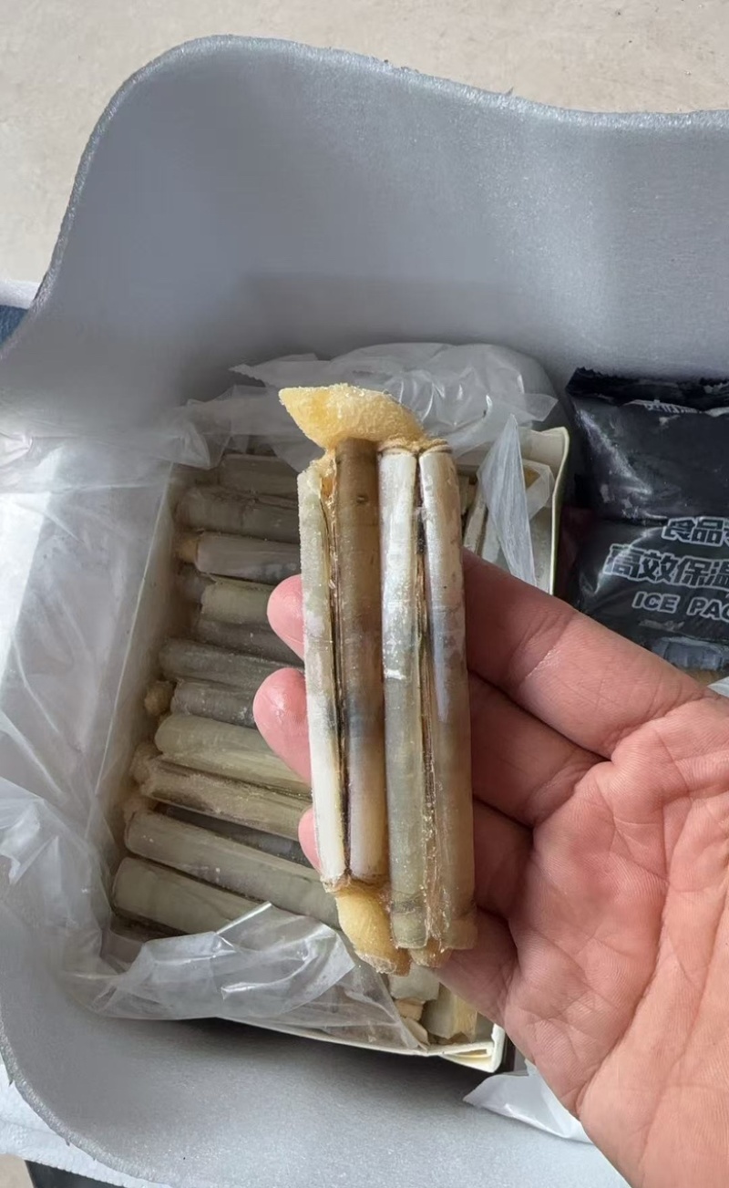 带壳竹蛏王大竹节蛏海蛏子蛏王大蛏子圣子特大海蛏子