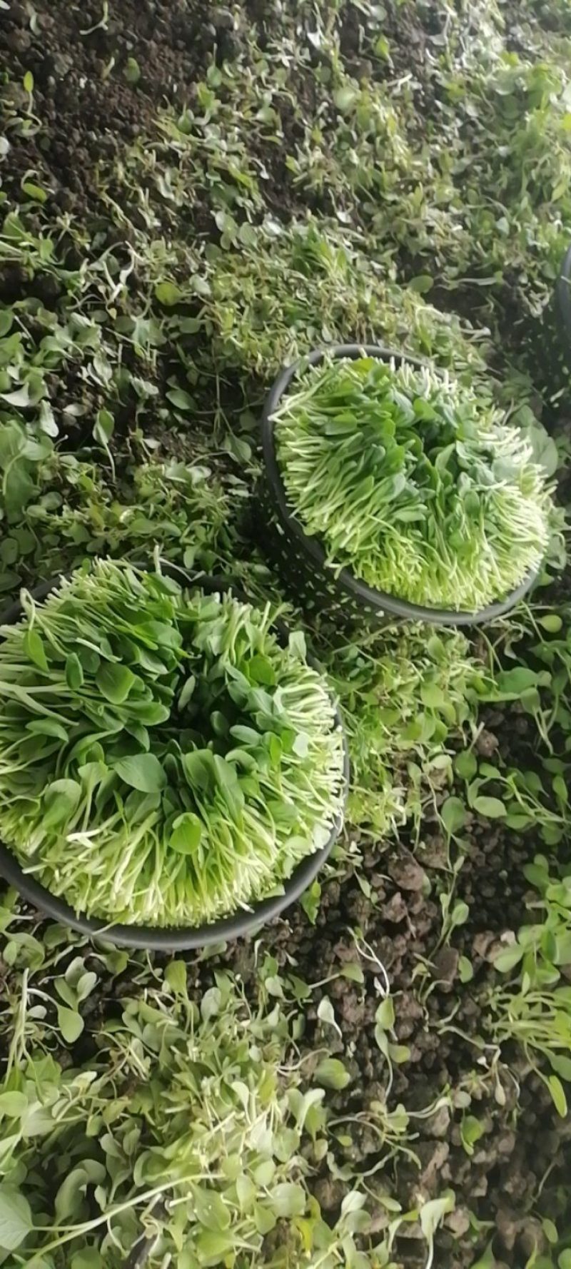 鸡毛菜，产地直发，大量有货，量大从优，欢迎各位老板咨询
