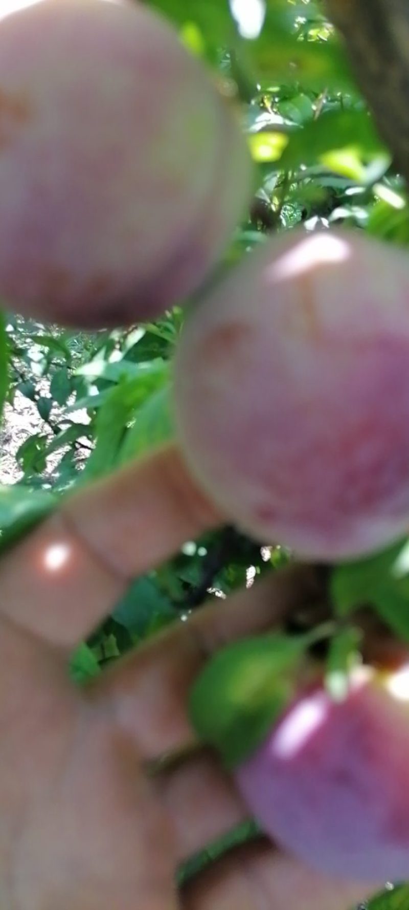 苹果李