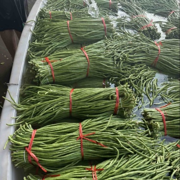 兰陵精品豆角颜色青绿，不发白无虫眼量大价格便宜