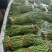 兰陵精品豆角颜色青绿，不发白无虫眼量大价格便宜