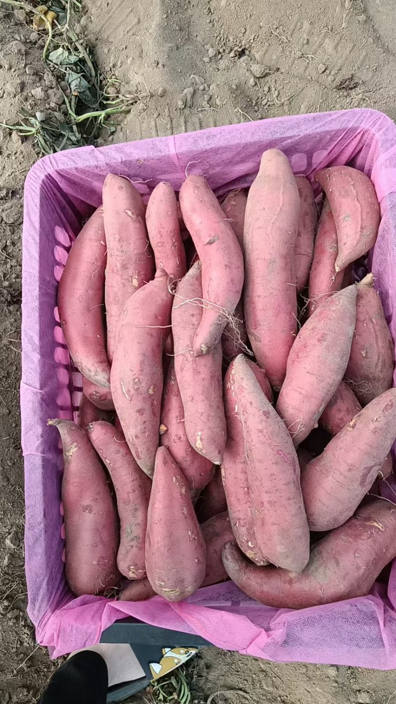 湖北精品红薯产地直发一手货源质量保证全国发货