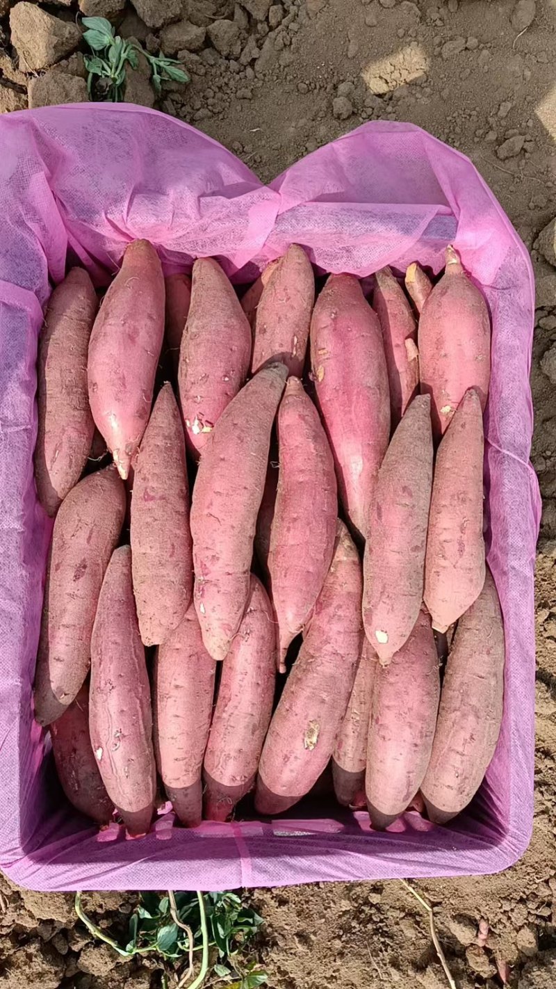 湖北精品红薯产地直发一手货源质量保证全国发货