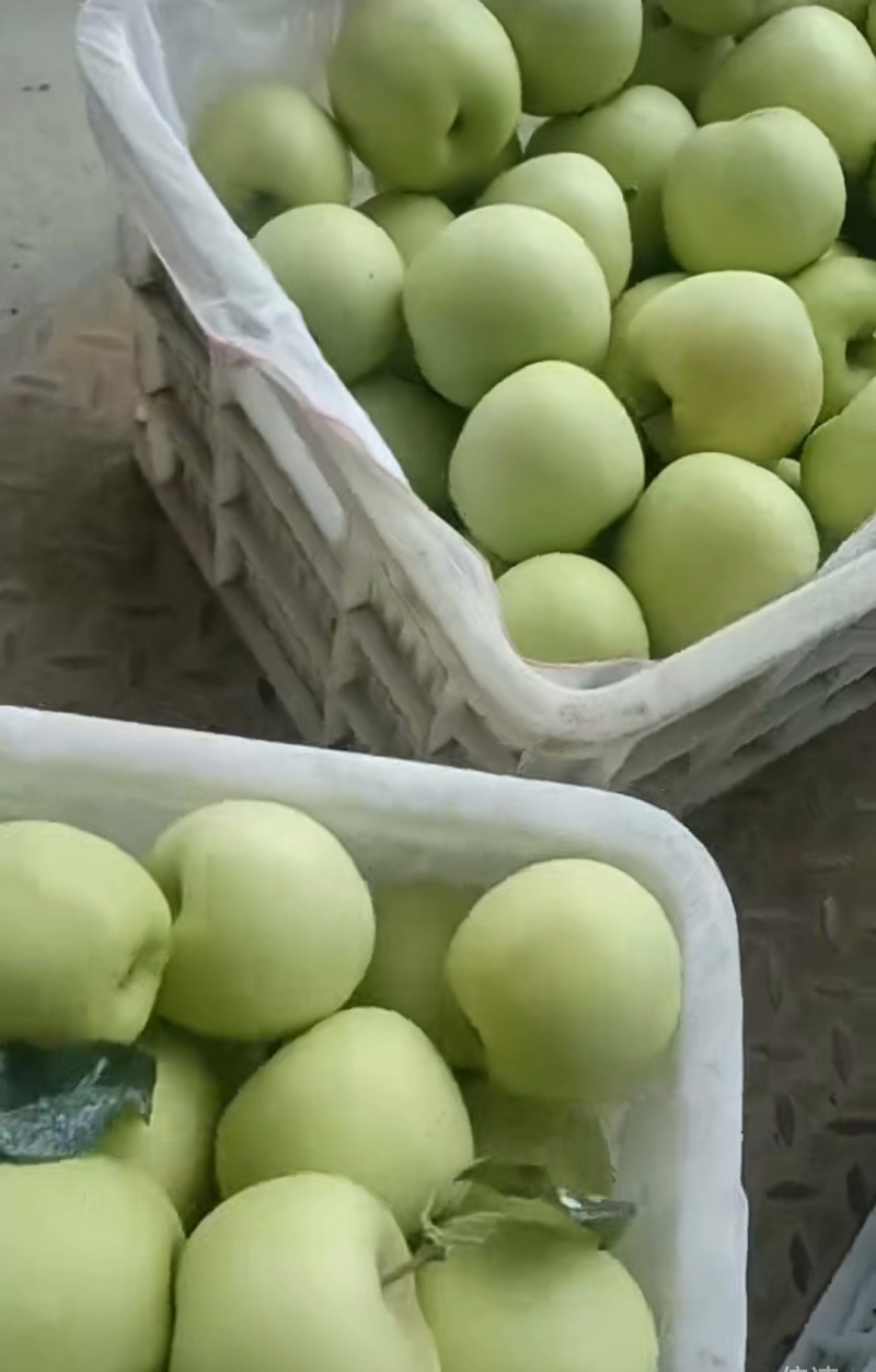 鲁丽新苹果产地直销，一手货源，量大从优，全国发货