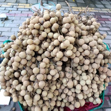 新鲜上市的广西崇左市大新县石硖龙眼，皮溥肉厚，汁多爽口！