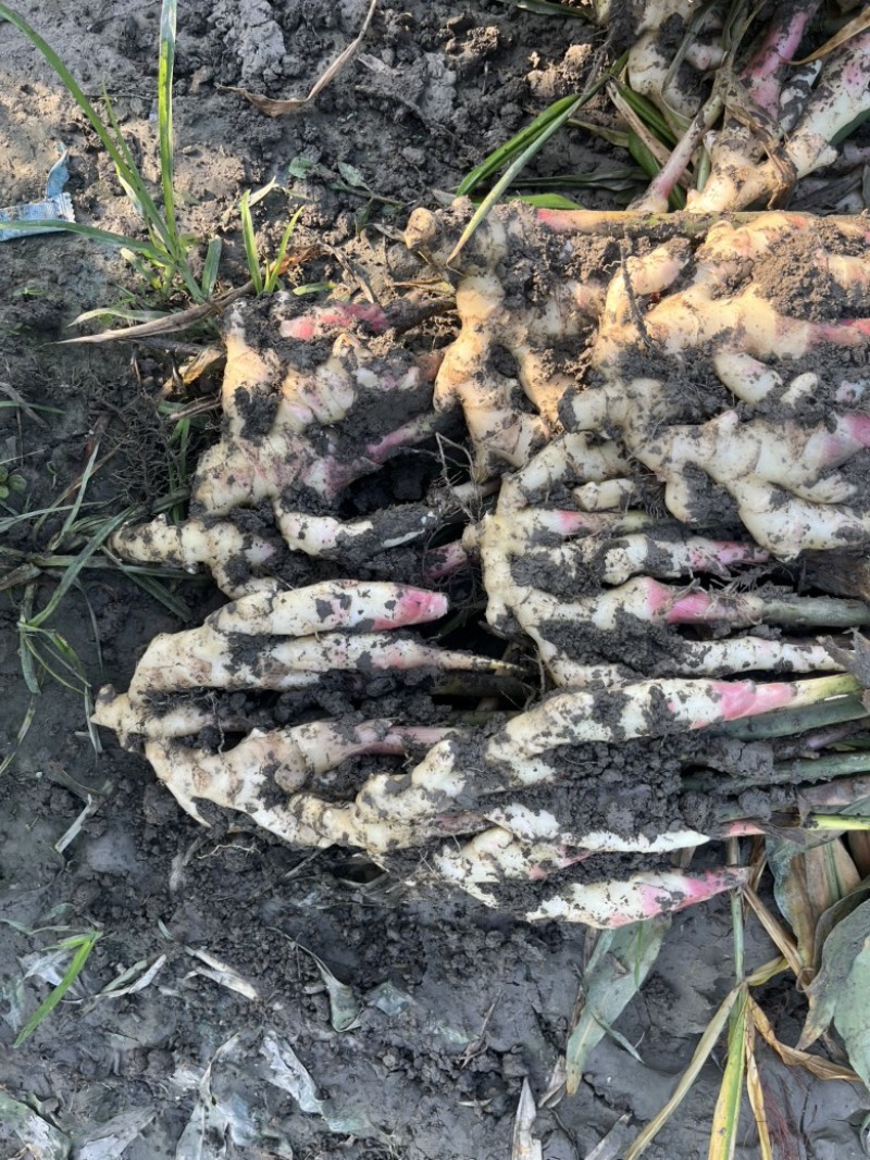 精品子姜大量出货