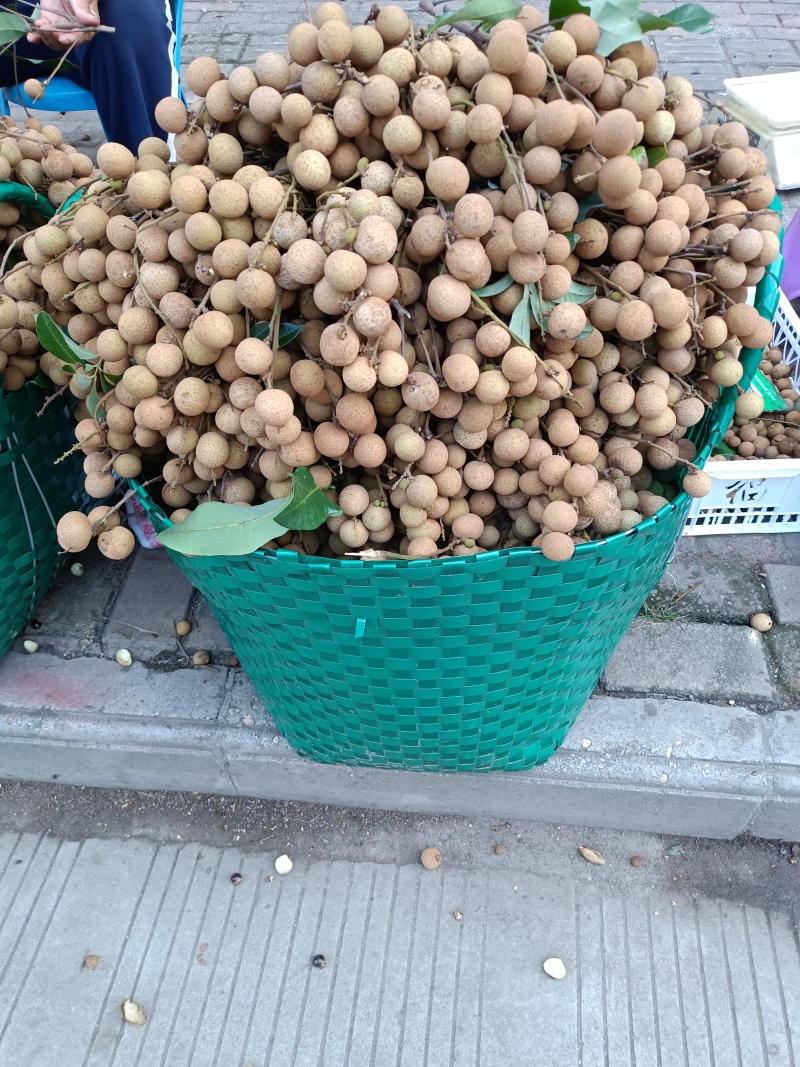 新鲜上市的广西崇左市大新县石硖龙眼，皮溥肉厚，汁多爽口！
