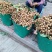 新鲜上市的广西崇左市大新县石硖龙眼，皮溥肉厚，汁多爽口！